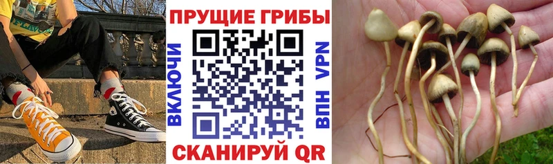 Галлюциногенные грибы прущие грибы  Буйнакск 